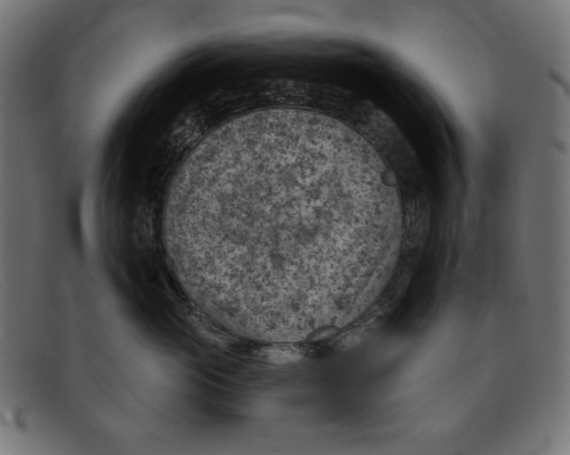 X0000092040765200710100957