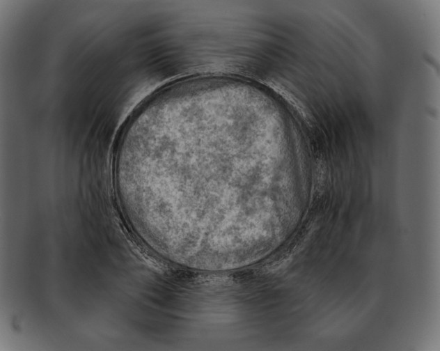 X0000092040886200710100955