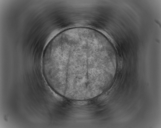 X0000092041294200710100951