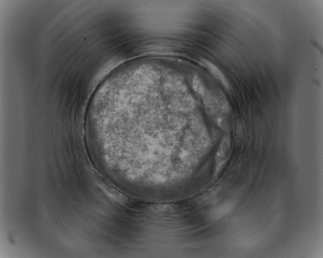 X0000092041435200710100949