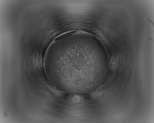 X0000092050330200709121217