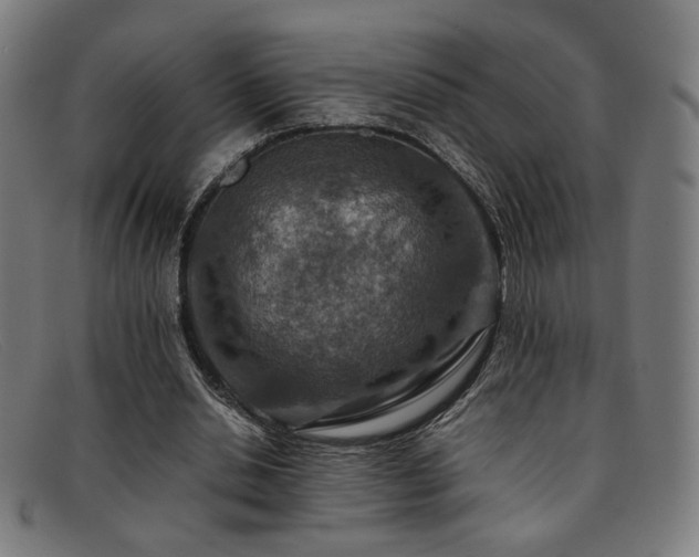 X0000092050438200709121215