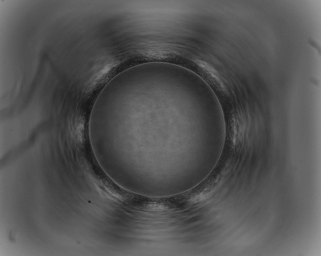 X0000092050596200709121214