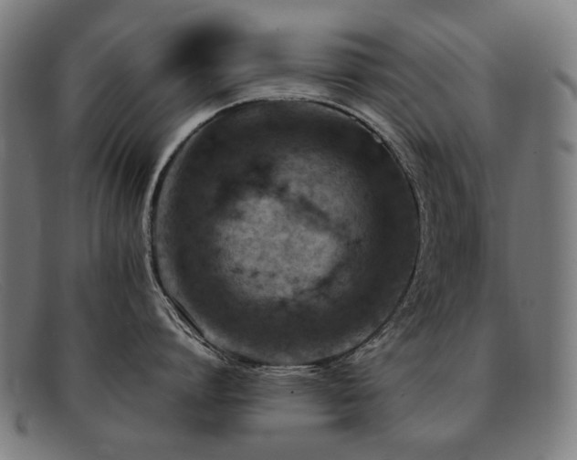 X0000092050864200709121211