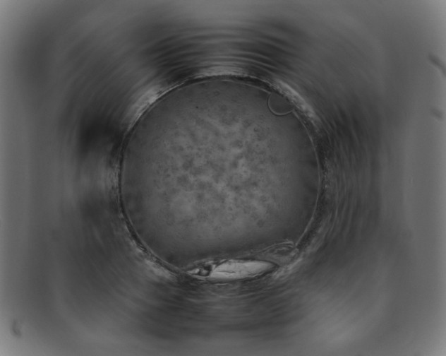 X0000092050937200709121210