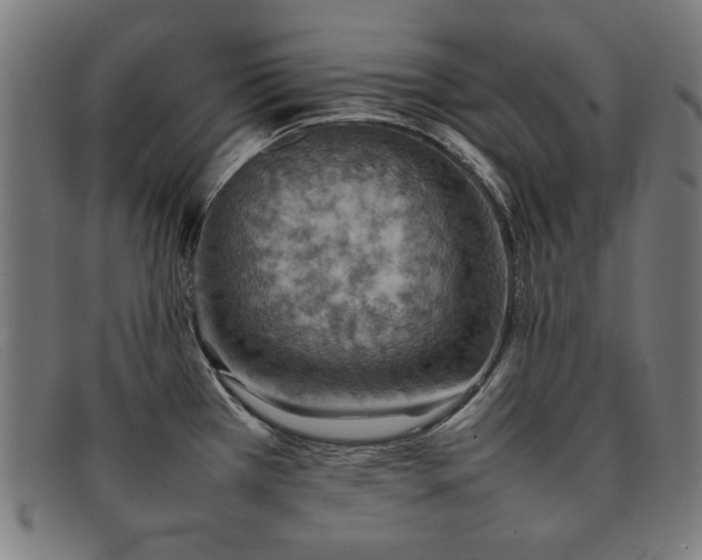 X0000092051385200709121204