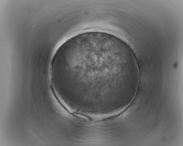 X0000092051522200709191110