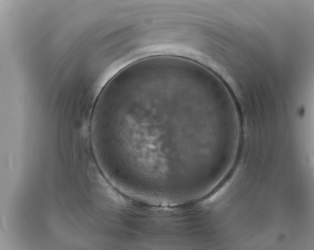 X0000092051529200709191110