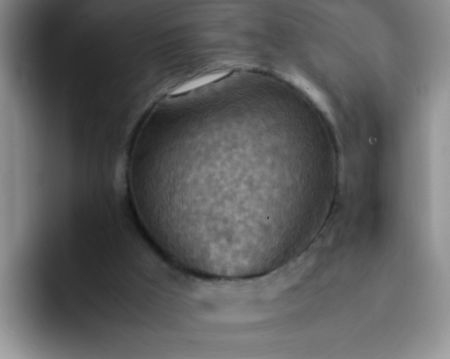 X0000092050009200709262018