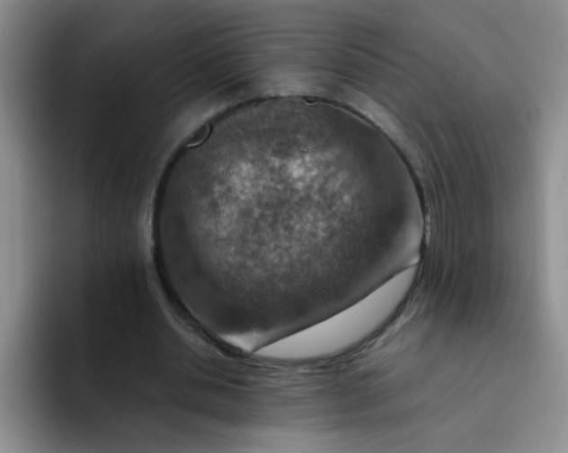 X0000092050438200709262012