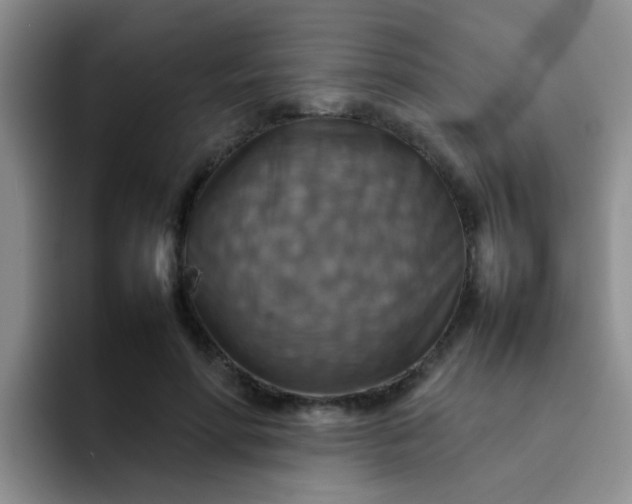 X0000092050598200709262011