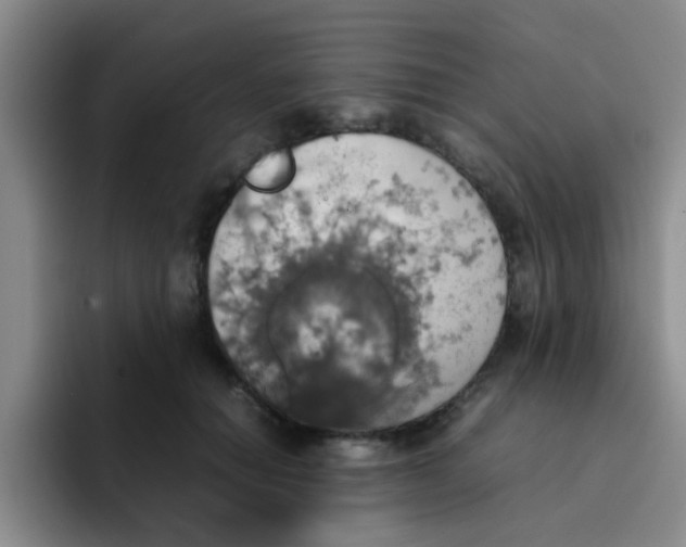 X0000092050654200709262010