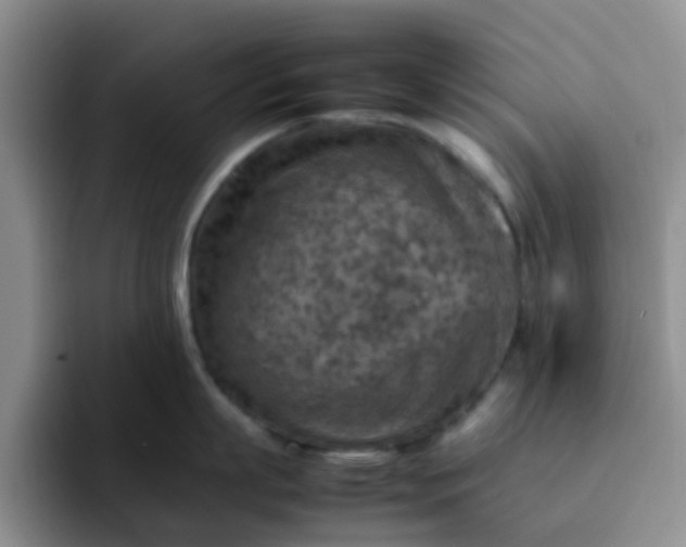 X0000092050863200709262008