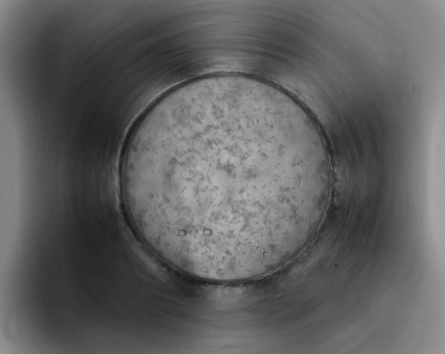 X0000092050890200709262007