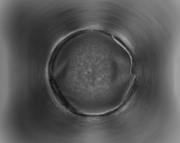 X0000092050944200709262007