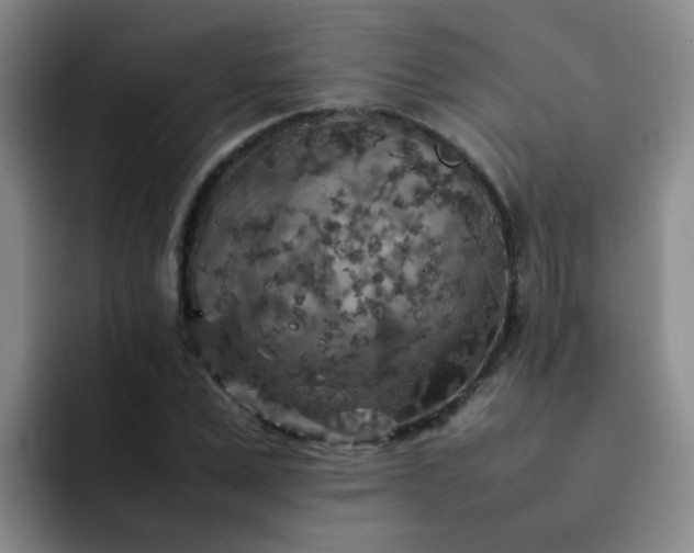 X0000092050975200709262006