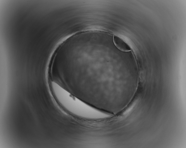 X0000092050995200709262006