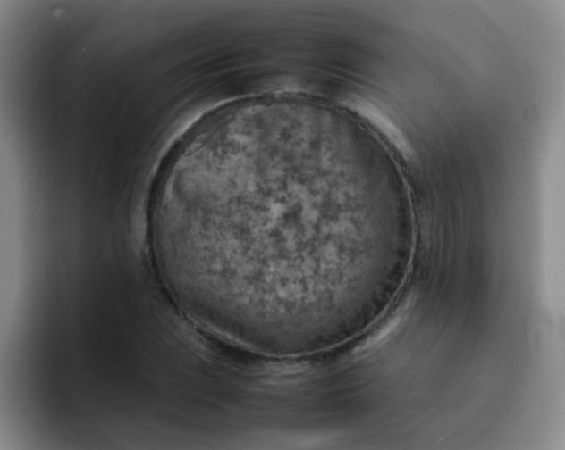 X0000092051023200709262006