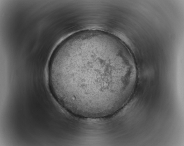 X0000092051032200709262006