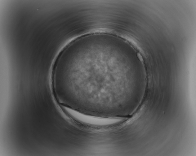 X0000092051038200709262006