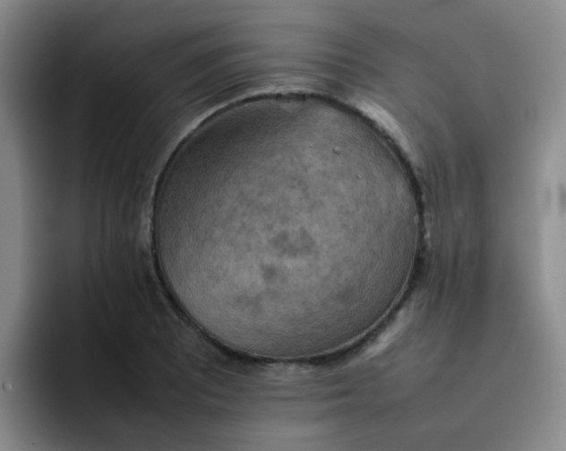 X0000092051081200709262005