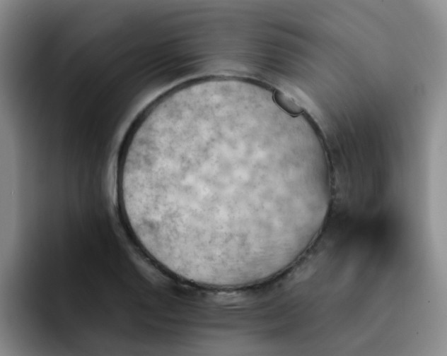 X0000092051128200709262004