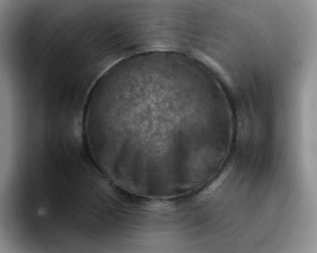 X0000092051170200709262004