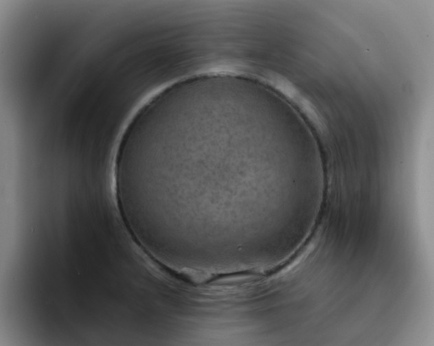 X0000092051232200709262003