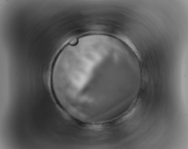 X0000092051245200709262003