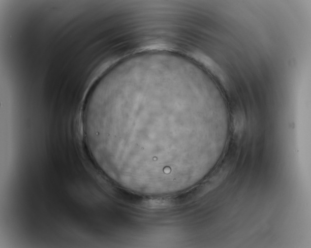 X0000092051274200709262003