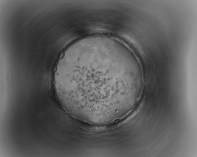 X0000092051313200709262002