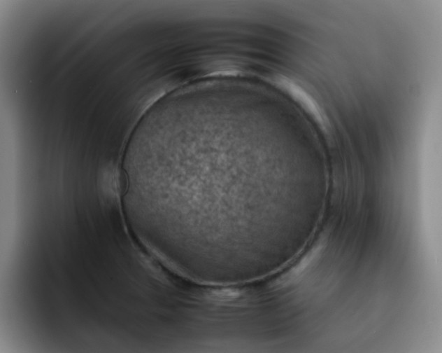 X0000092051329200709262002