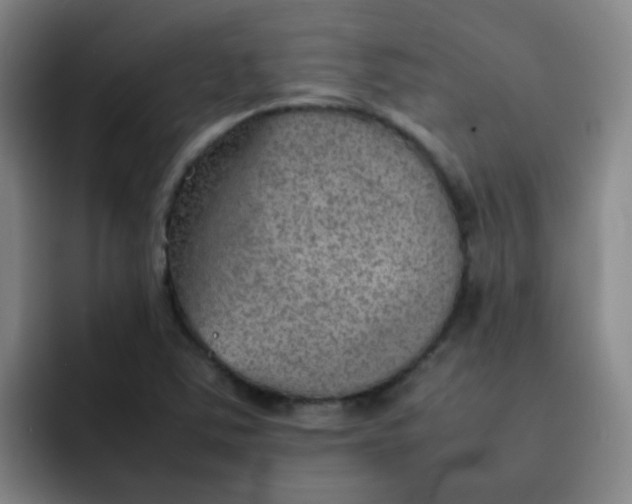 X0000092051363200709262002