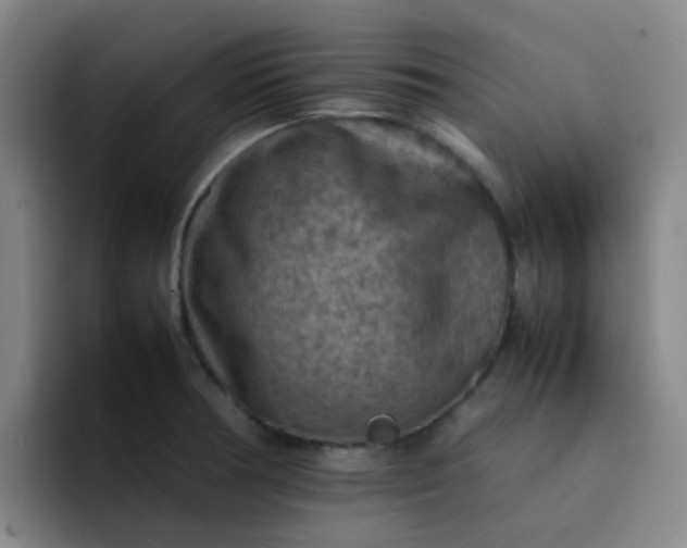 X0000092051378200709262001