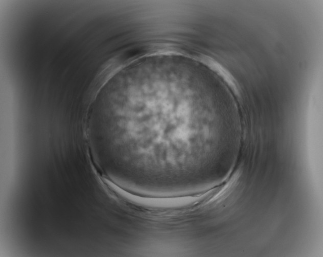 X0000092051385200709262001