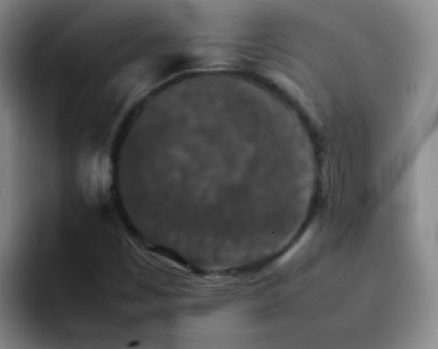 X0000092051449200709262000