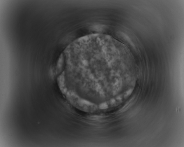 X0000092050285200710031048