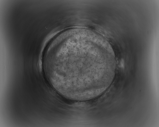 X0000092050294200710031047