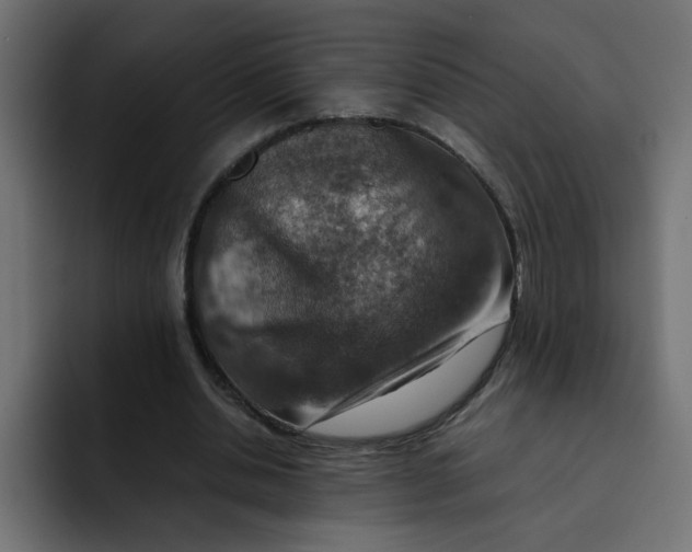 X0000092050438200710031045