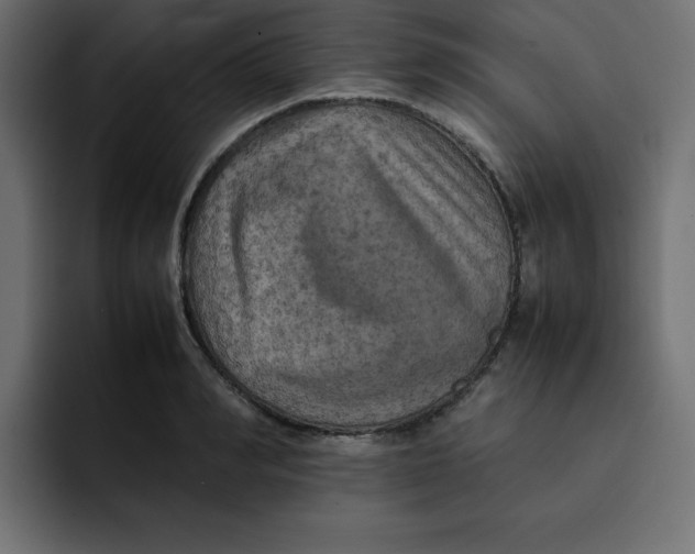 X0000092050990200710031039