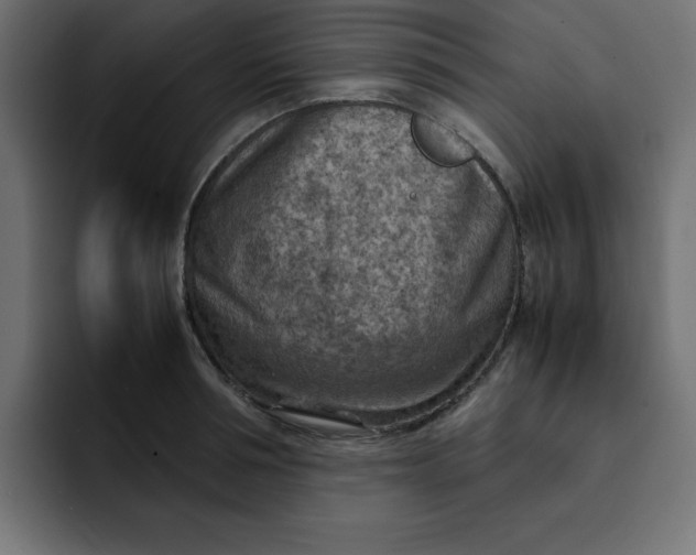 X0000092050994200710031039