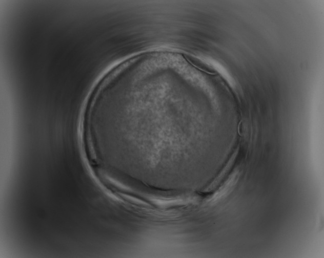 X0000092051007200710031039