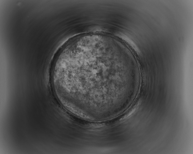 X0000092051023200710031039