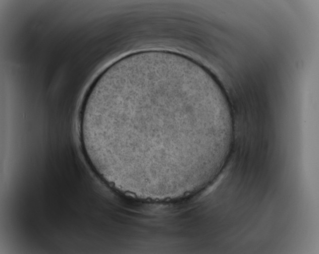 X0000092051517200710031033