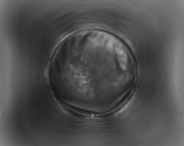 X0000092051529200710031033