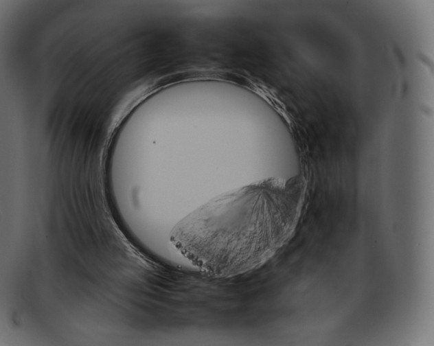 X0000092050053200710101023