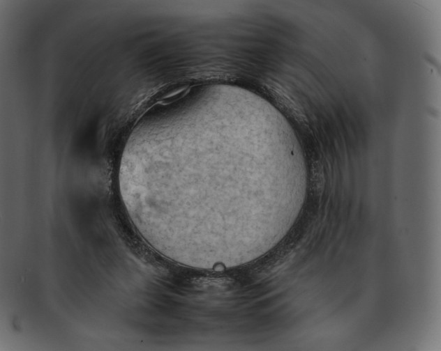 X0000092050255200710101021