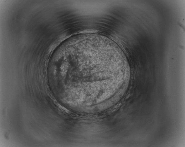 X0000092050337200710101019