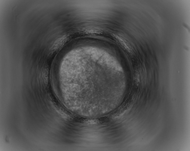 X0000092050402200710101019