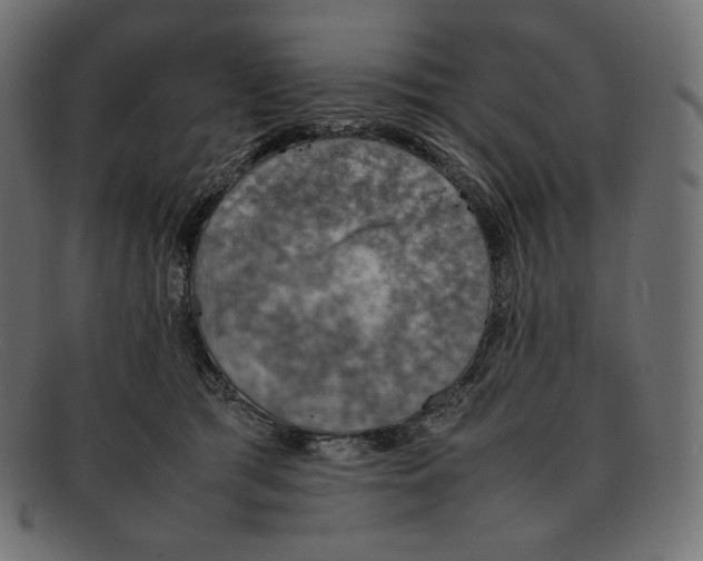 X0000092050417200710101019